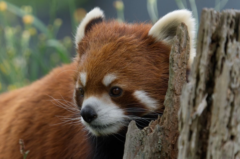 Red Panda 0819